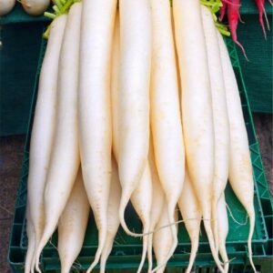 Radish (Mooli)